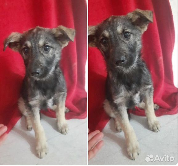 Щенок не крупный