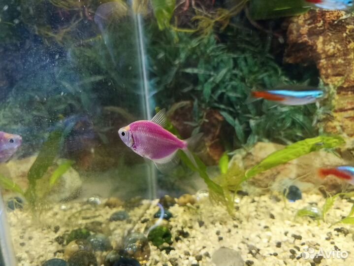 Обмен рыбок