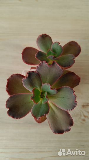 Суккуленты редкие (вариегата)