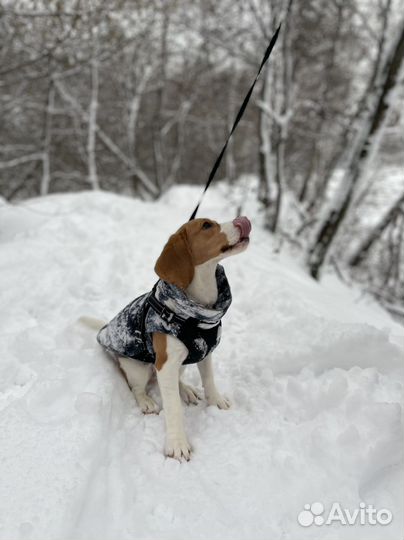 Одежда для собак (дождевик, жилетка, намордник)