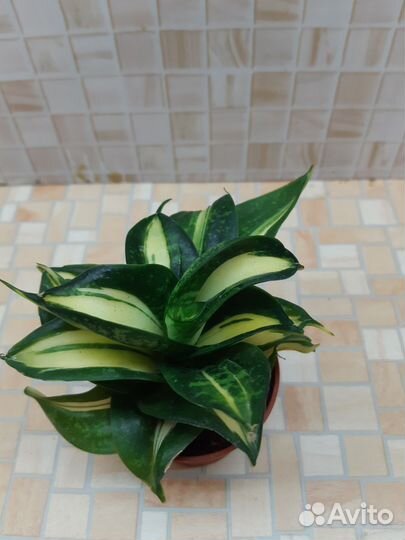 Комнатные растения