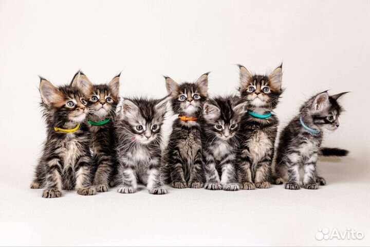 Котята мейн-кун