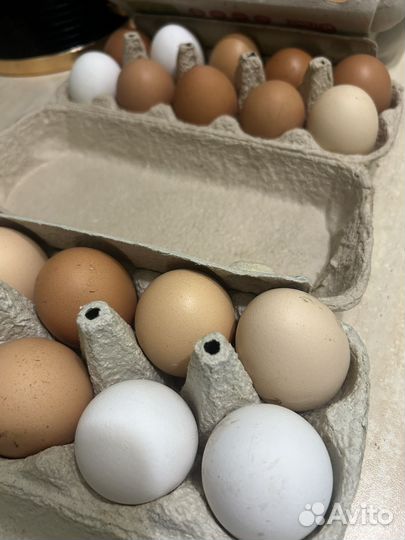 Домашние куриные яйца