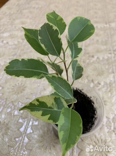 Фикусы 5 сортов