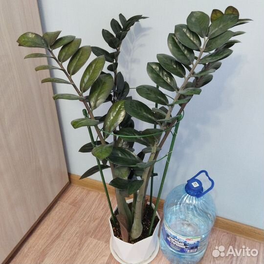 Замиокулькас супер нова