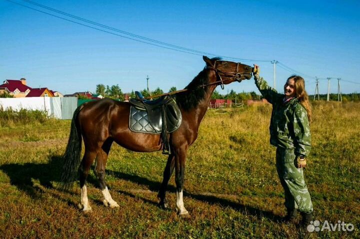 Лошади в аренду