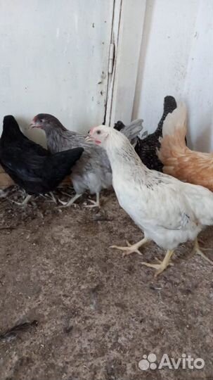 Куры Несушки