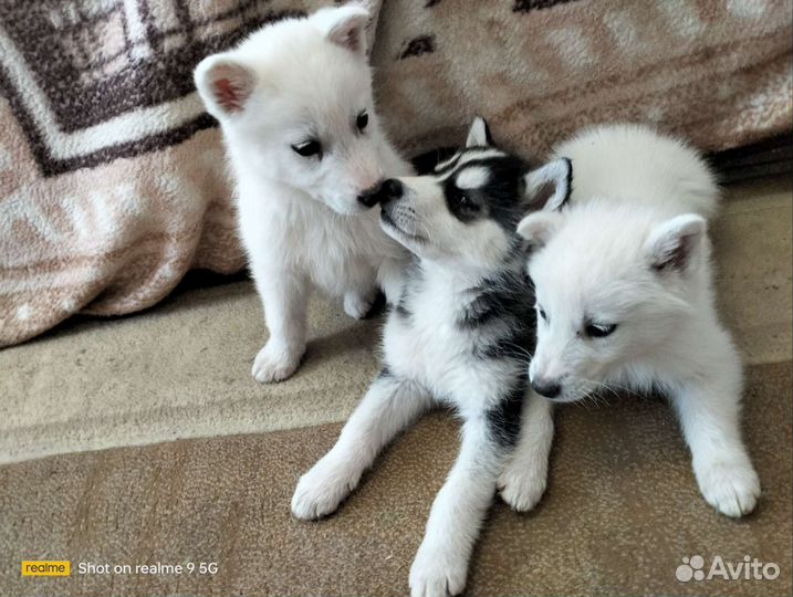 Щенки Хаски