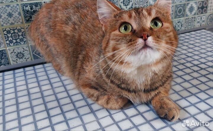 Кошка в дар