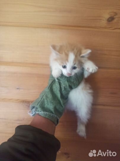 Милейший котёнок диких кровей