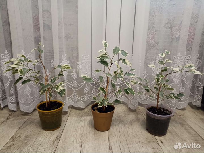 Фикус Бенджамина