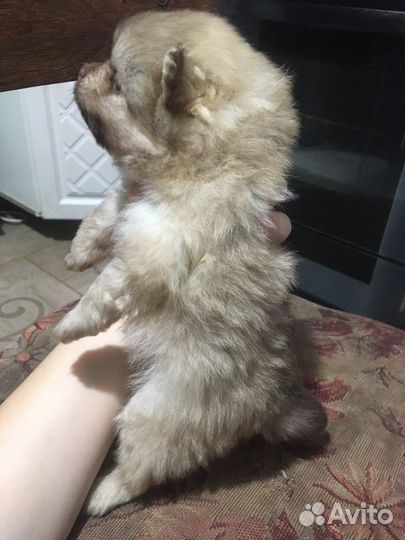 Померанский шпиц