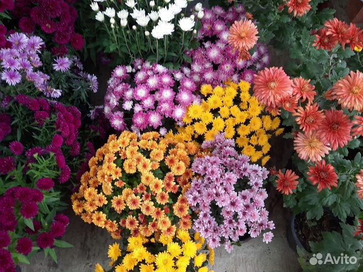 Хризантемы мультифлора в горшке