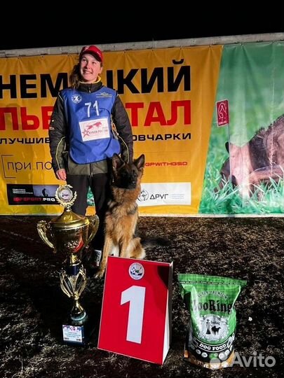 Дрессировка собак