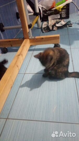 Котята в добрые руки даром