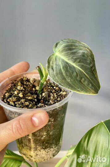 Филодендрон меланохризум