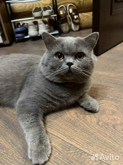 Вязка с котом