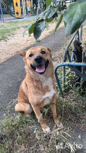 Собака в добрые руки