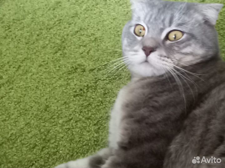 Шотландская