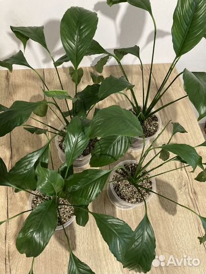 Спатифиллум