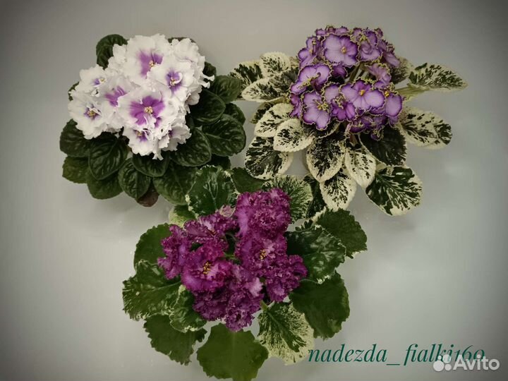 Сортовые фиалки