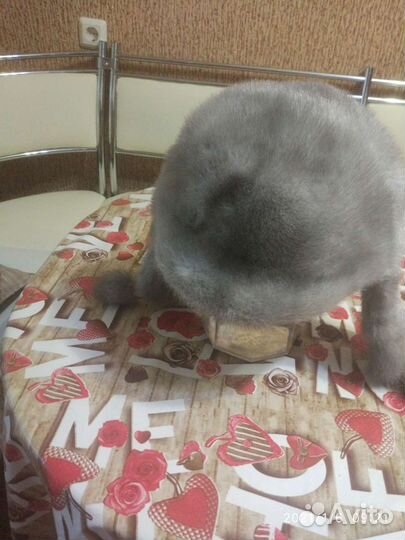 Шапка норковая