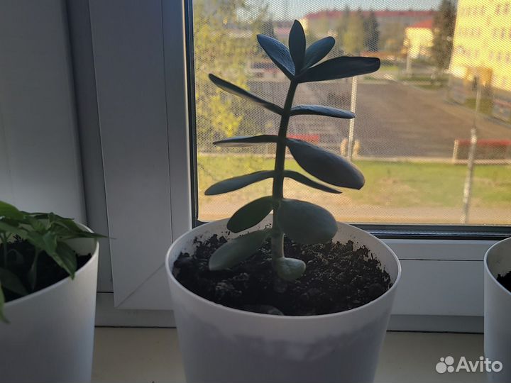 Денежное дерево