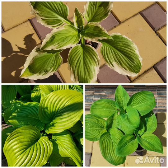 Садовые растения