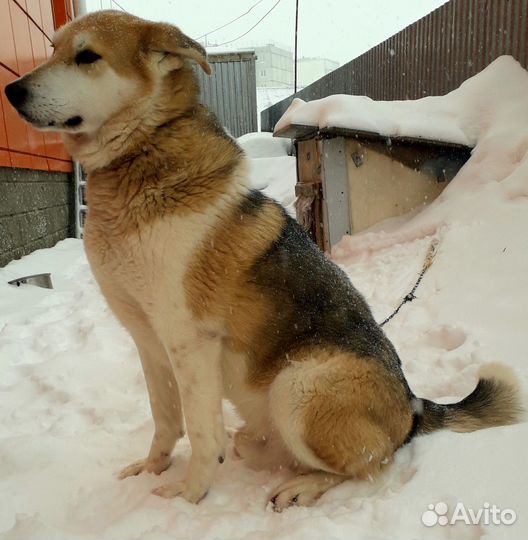 Кобель в добрые руки