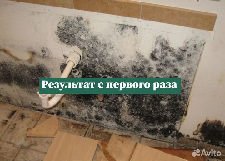 Уничтожение плесени, дезинфекция, дезинсекция