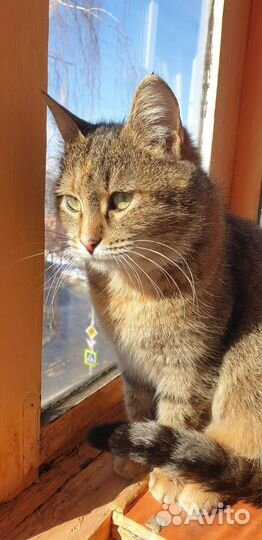 Марта ищет дом