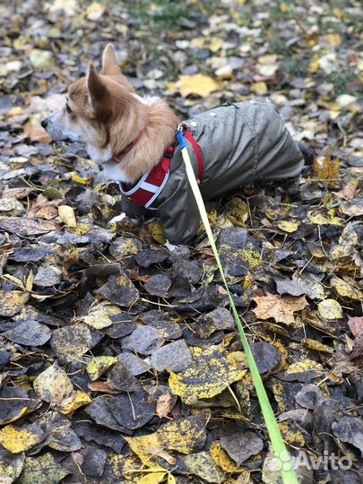 Комбинезон для собак дождевик