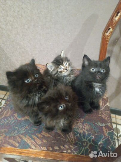 Пушистики в добрые ручки