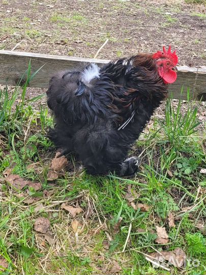 Петух Кохинхин карликовый