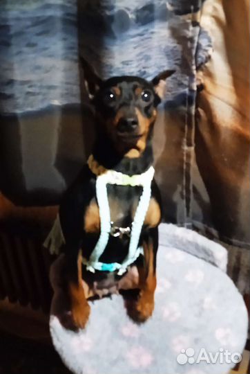 Шлейка жилетка для собаки
