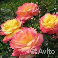 Роза Восточный Экспресс чайногибридная