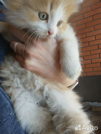 Котенок в добрые руки