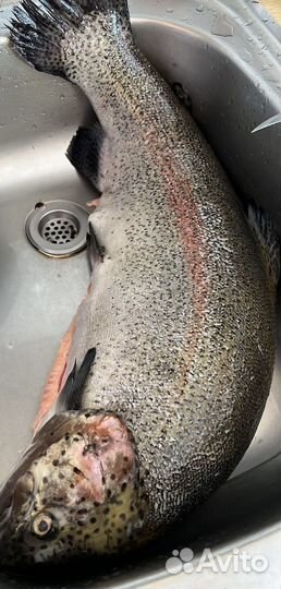 Форель семейство лососевых привезем бесплатно