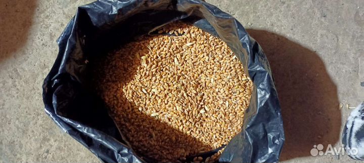Зерно пшеница ячмень