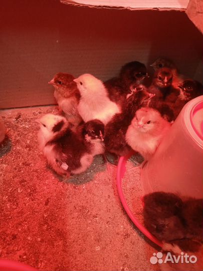 Цыплята