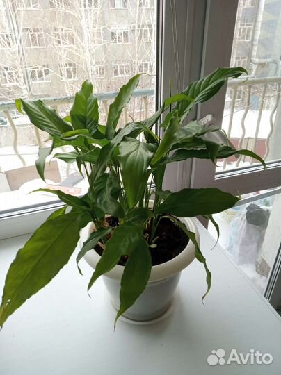 Спатифил алоэ толстянка антуриум кактус фикус роза