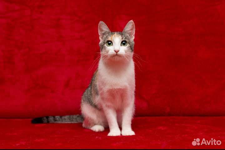 Молодая кошечка Лесенька в дар)