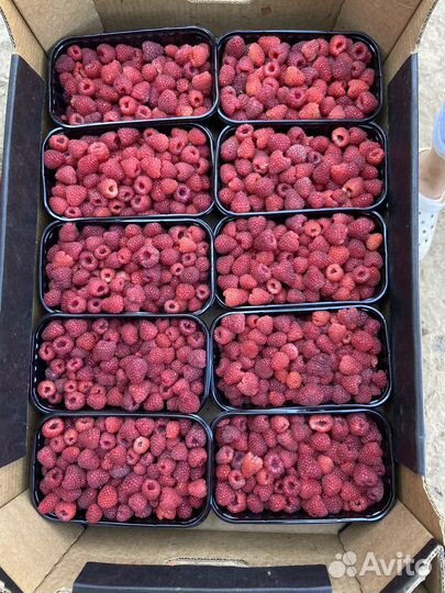 Малина оптом