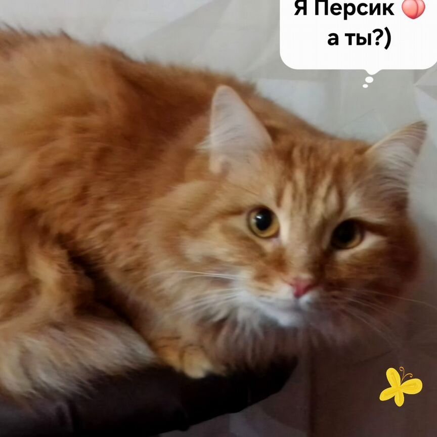 Кот Персик ищет семью