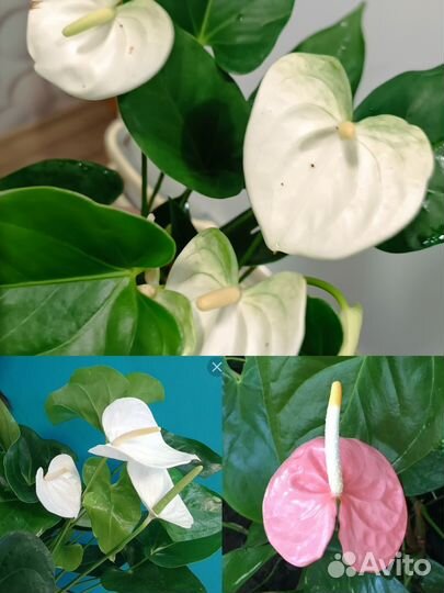 Антуриум (набор деленок ) 3 сорта за 1000