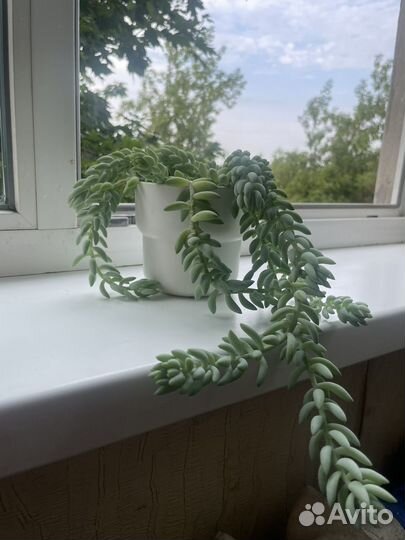 Очиток ампельный(суккулент)