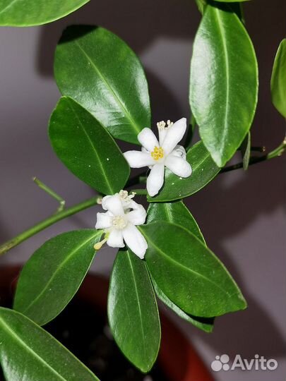 Мандарин Каламондин, плодоносит, мой домашний