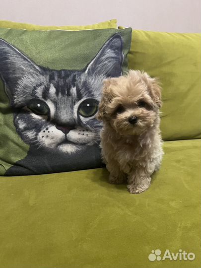 Щенок мальтипу f1 мини