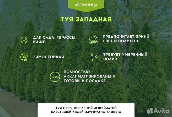 Туи Ростовка большая 7,5 м