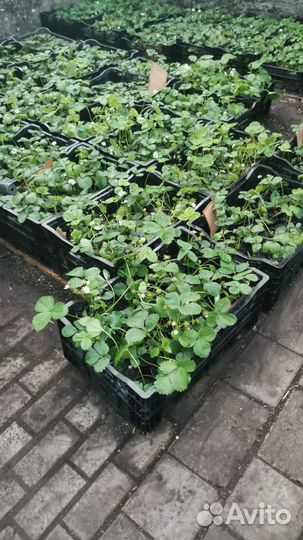 Саженцы клубники оптом